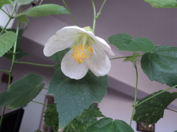 DSC08878 - Abutilon