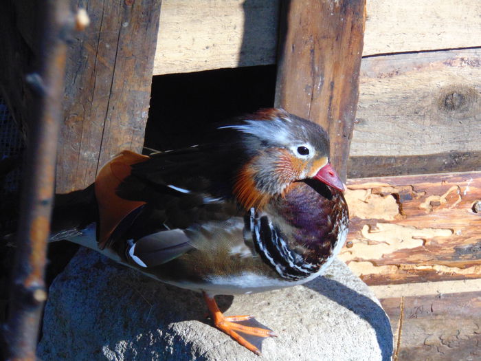 rate mandarine - Rate mandarin