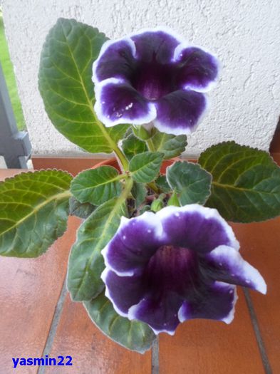 115 - Gloxinia Kaiser Wilhelm-pierdut