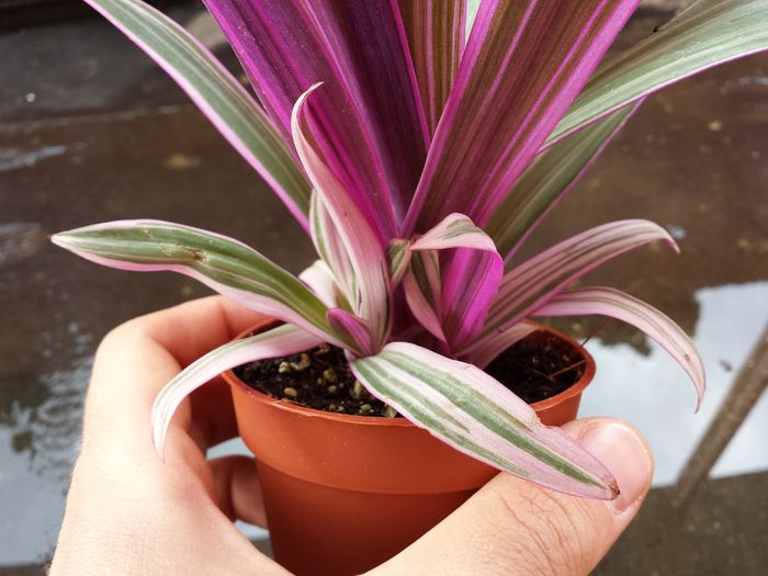 Tradescantia spathacea variegata