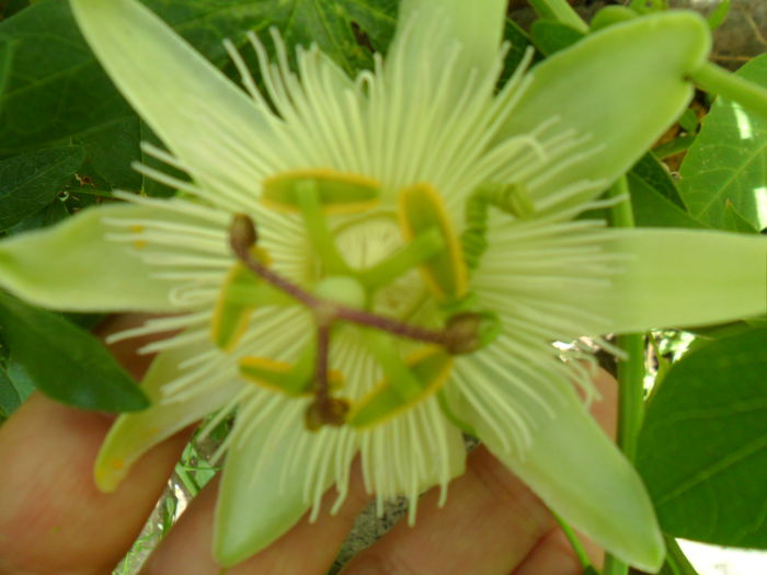 SAM_8905 - pasiflore -soiuri ----2012