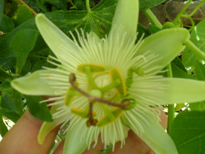 white weeding