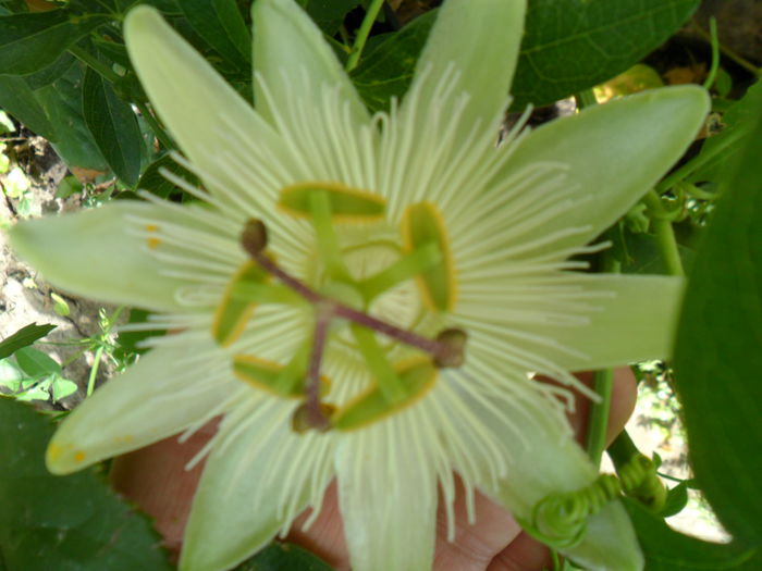 SAM_8909 - pasiflore -soiuri ----2012