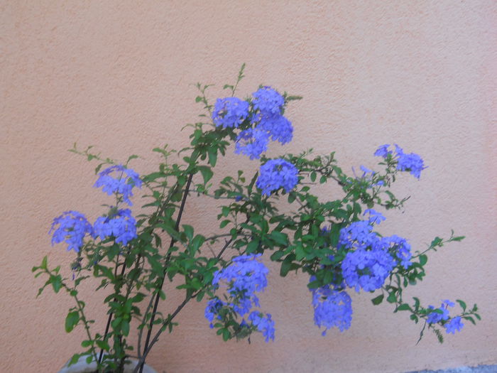 DSCN5548 - PLUMBAGO