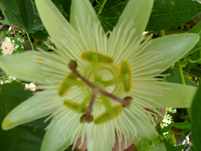 SAM_8912 - pasiflore -soiuri ----2012