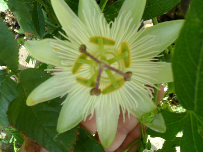 SAM_8913 - pasiflore -soiuri ----2012