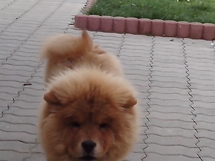 IMG_20150409_103712 - Chow-chow