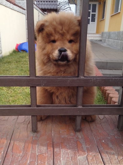 IMG_20150124_104011 - Chow-chow