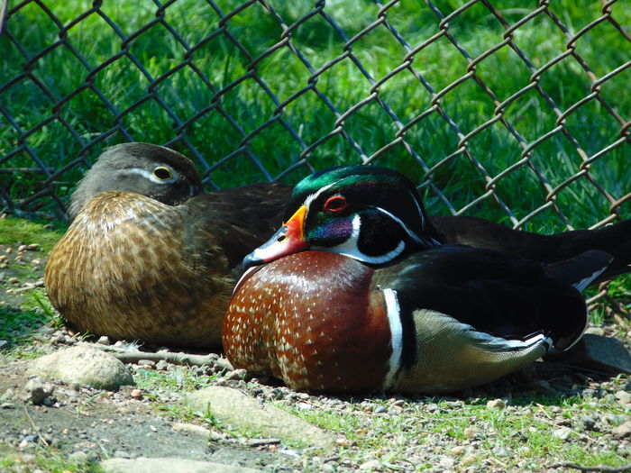 rate caroline - Rate caroline