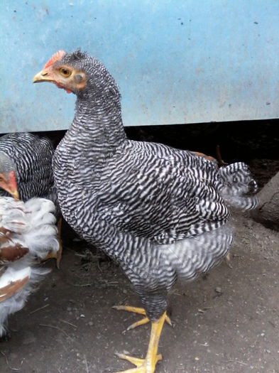 IMG_20150822_153626 - PUI-TINERET 2015