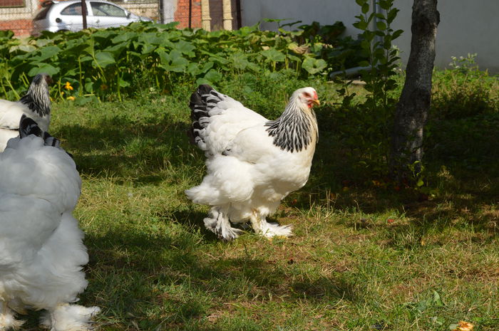 DSC_0840 - PUICUTE -FEBRUARIE 2015