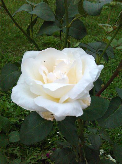 IMG_20150823_170036 - Trandafiri 2015