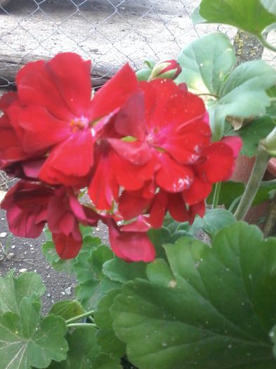 1440350988296 - floricele