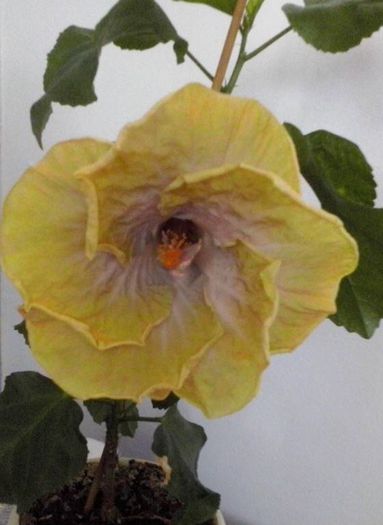 creole lady-seara - Hibiscusi