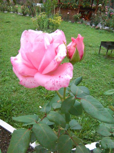 IMG_20150823_173011 - Trandafiri 2015