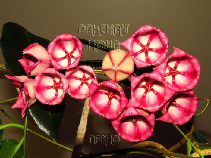 Hoya archeboldiana Pink - Achizitii hoya iulie 2015