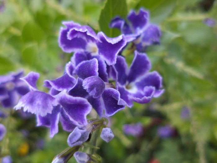 DSC04700