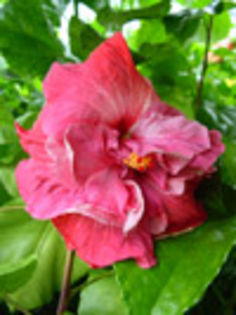 Tahi_Tahitian_Pink_Hat; A%u0219a va 
