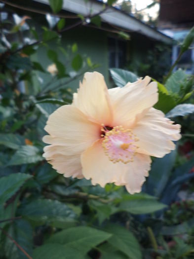 DSC04703