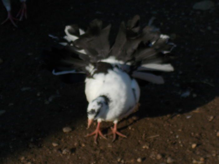 DSCN0868