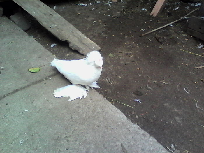 IMG_20150823_164845 - Arhiva porumbei