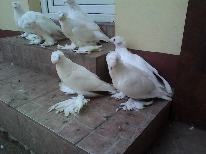 IMG_20150823_140729 - Arhiva porumbei