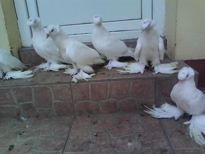 IMG_20150823_140741 - Arhiva porumbei