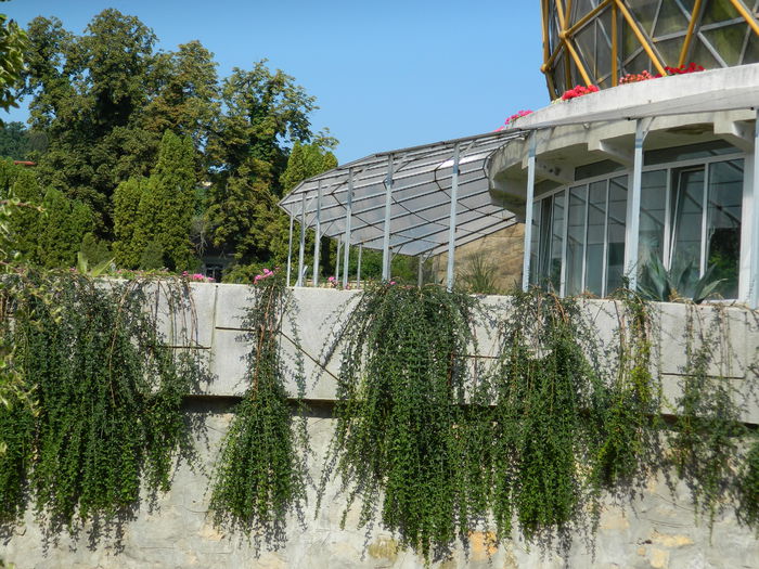 DSCN5570 - 2015_GRADINA BOTANICA JIBOU