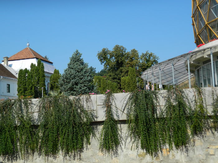 DSCN5572 - 2015_GRADINA BOTANICA JIBOU