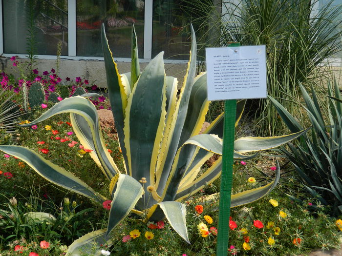 DSCN5577 - 2015_GRADINA BOTANICA JIBOU