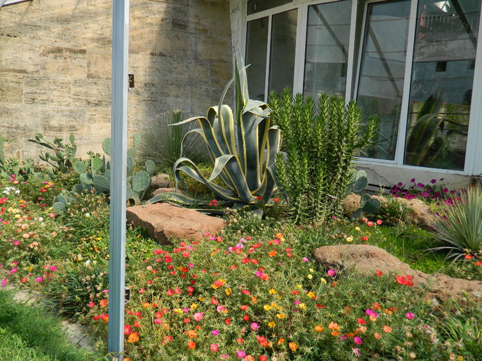 DSCN5578 - 2015_GRADINA BOTANICA JIBOU