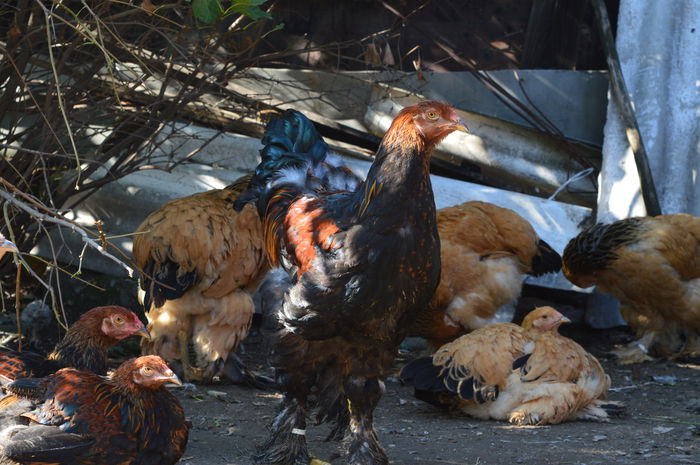DSC_0011 - Pui Brahma 2015