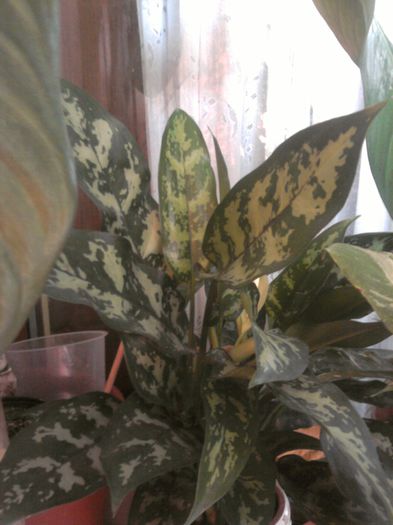 Agl. MARIA - Aglaonema- varietati