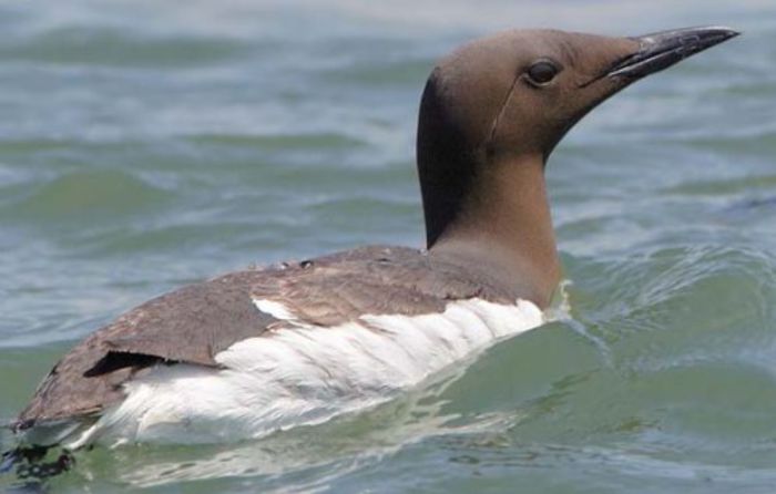 guillemot06cccccc