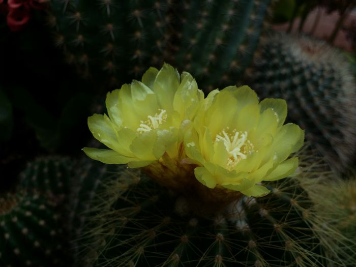 20150822_155402 - Cactusi si suculente 2015-2016-2017