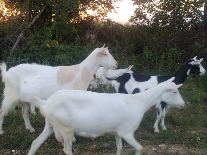 Fotografie0111 - CAPRE ALBE SI BALTATE - AU RAMAS DOAR AMINTIRE