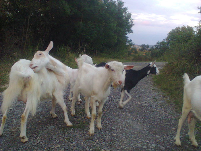 Fotografie0114 - CAPRE ALBE SI BALTATE - AU RAMAS DOAR AMINTIRE
