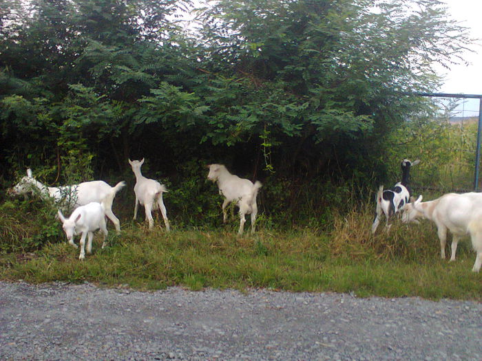 Fotografie0122 - CAPRE ALBE SI BALTATE - AU RAMAS DOAR AMINTIRE