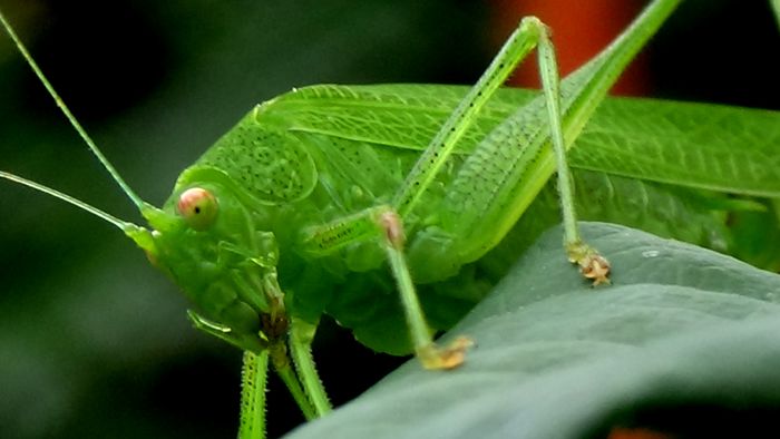 DSC02029 - MACRO II