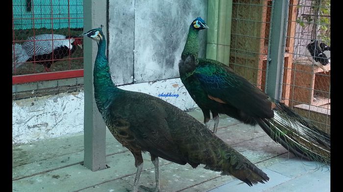 2015-04-29-11-29-47 - 9--PAUN VERDE JAWA