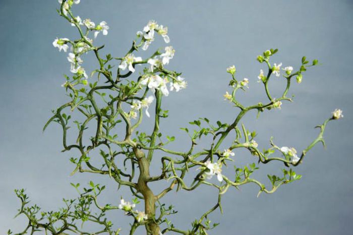 Poncirus_trifoliata