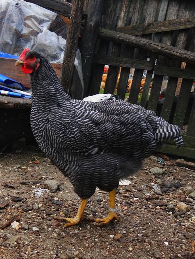 DSC00598 - 6 Tineret 2015