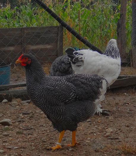 DSC00600 - 6 Tineret 2015