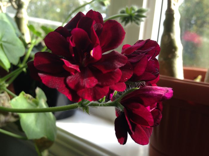 24 aug. 2015 - Pelargonium