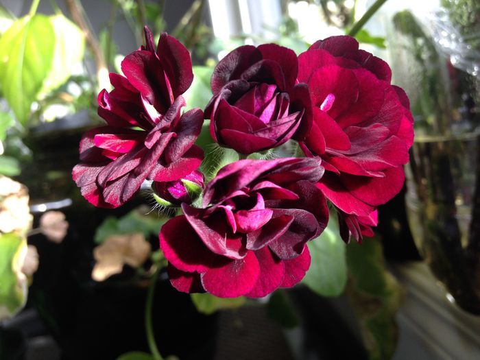 24 aug. 2015 - Pelargonium