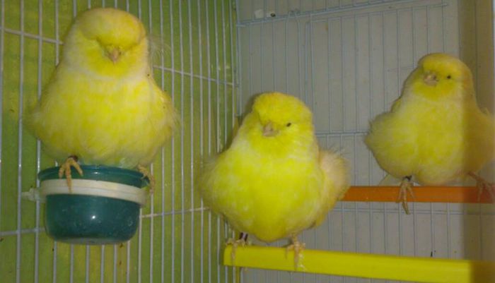 Canari din rasa Norwich