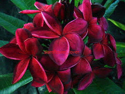 blood red - PLUMERIA asa vor arata