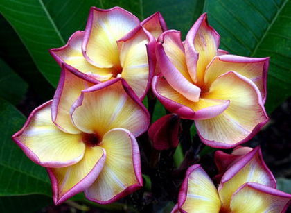 golden pagoda - PLUMERIA asa vor arata