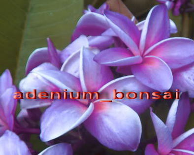 purple 2 - PLUMERIA asa vor arata