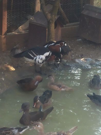 20150816_082626 - Achizitie 2013-2014-2015-2017